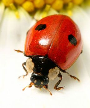 Adalia bipunctata