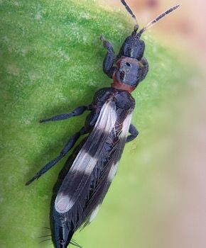 Aeolothrips intermedius