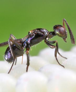 Anastatus bifasciatus