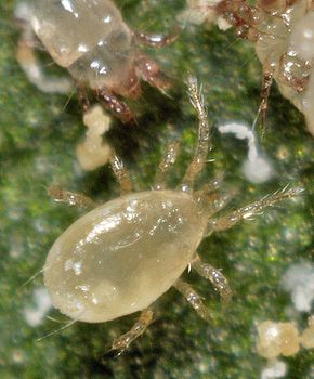 Amblyseius andersoni