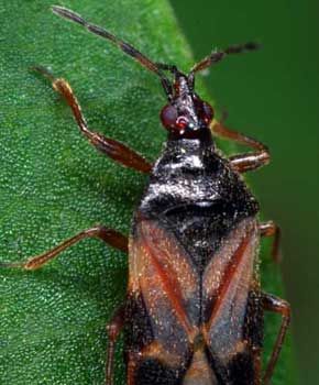 Anthocoris nemoralis
