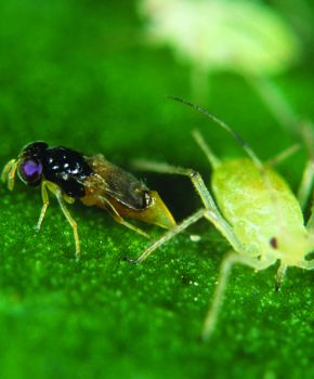 Aphelinus abdominalis