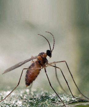 Aphidoletes aphidimyza