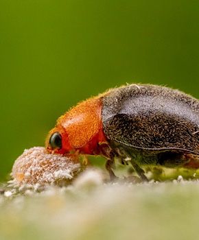 Cryptolaemus montrouzieri