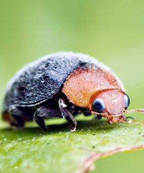 Cryptolaemus montrouzieri