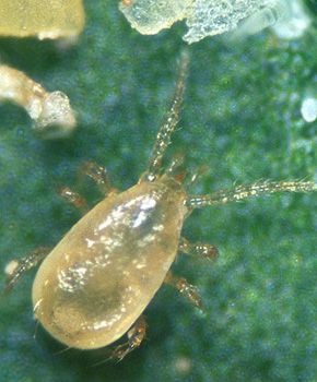 Neoseiulus cucumeris