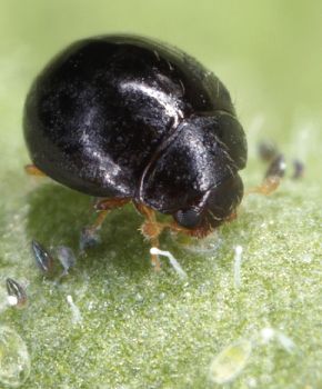 Delphastus catalinae