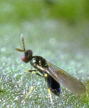 Diglyphus isaea