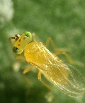 Eretmocerus eremicus