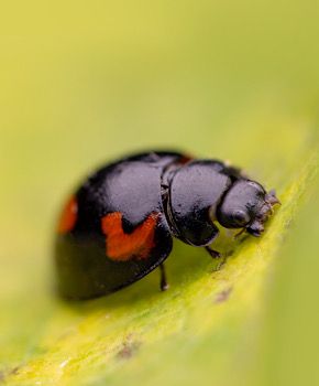 Exochomus quadripustulatus