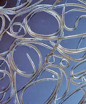 Heterorhabditis bacteriophora