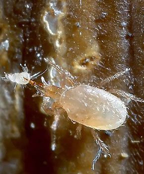 Stratiolaelaps scimitus