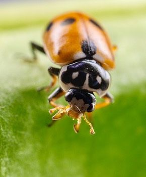 Hyppodamia variegata