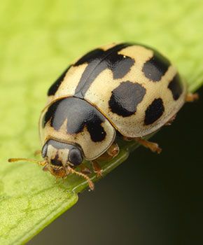 Propylea 14-punctata
