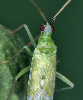 Macrolophus pygmaeus