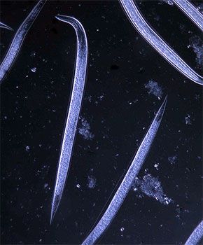 Steinernema carpocapsae