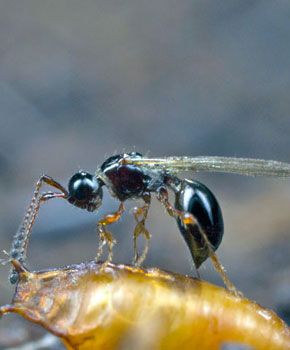 Trichopria drosophilae
