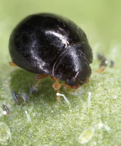 Delphastus catalinae