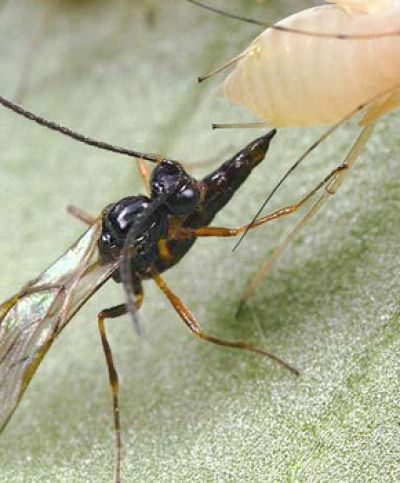 Aphidius ervi