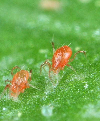 Phytoseiulus persimilis